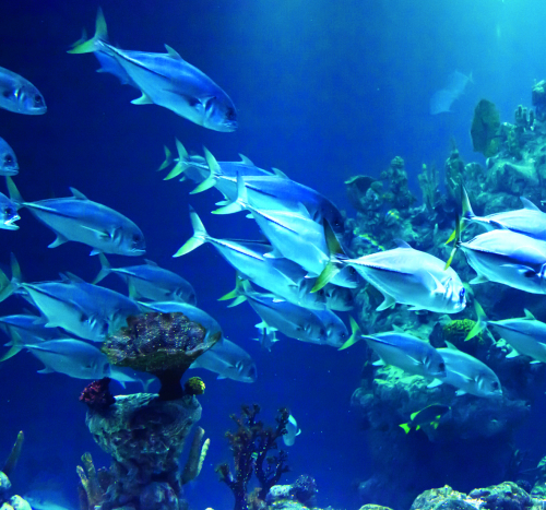 Vorschaubild zur Detailansicht der Veranstaltung: Vom biologischen Reichtum der Meere und Herausforderungen in der Umweltforschung