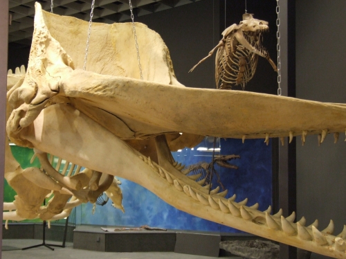 Vorschaubild zur Detailansicht der Veranstaltung: Werkstattnachmittag zum Thema "Pottwal" im LWL-Museum für Naturkunde Münster