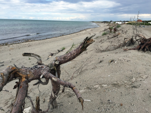 Vorschaubild zur Detailansicht der Veranstaltung: Die Küste im Spannungsfeld zwischen Schutz und Nutzen - Lebensraum Küste und Küstenforschung in Schleswig-Holstein