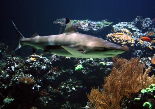 Vorschaubild zur Detailansicht der Veranstaltung: Vortrag „Von Haien und Menschen“