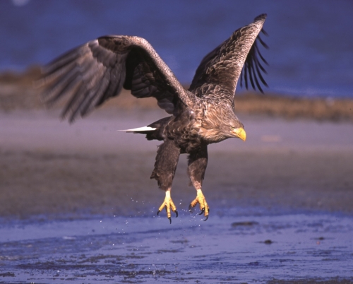 Vorschaubild zur Detailansicht der Veranstaltung: 149. Jahresversammlung der Deutschen Ornithologen-Gesellschaft