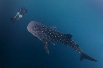 Vorschaubild zur Detailansicht der Veranstaltung: Meer erleben