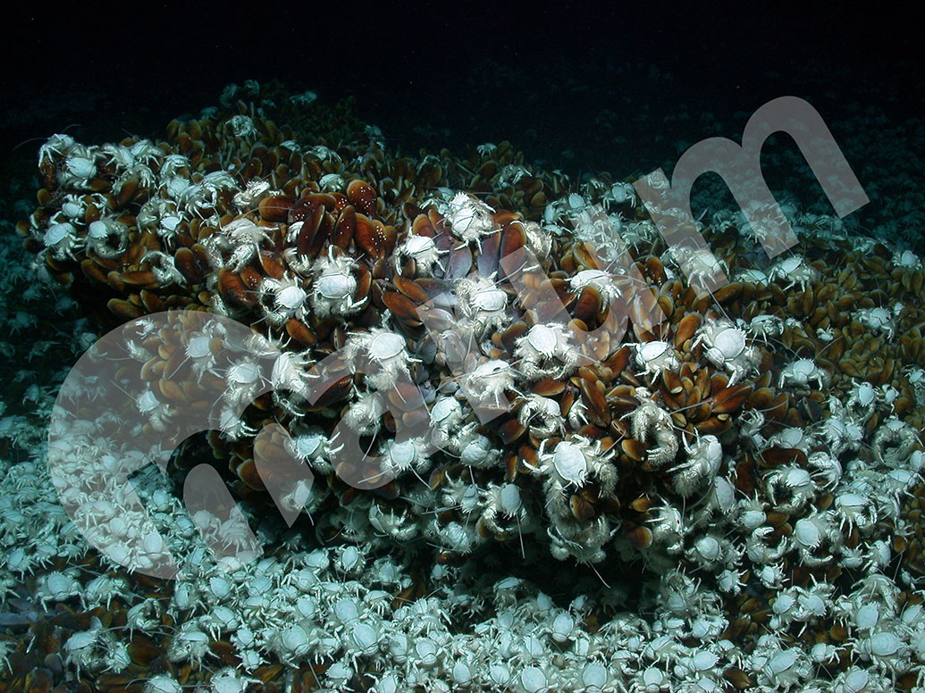 Vorschaubild zur Detailansicht der Veranstaltung: Leben am Limit - Oasen des Lebens in der Tiefsee