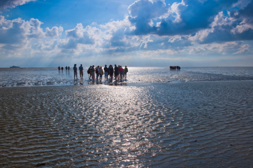 Vorschaubild zur Detailansicht der Veranstaltung: Mini-Maxi-Club: Kreativ-Wattführung mit der Schutzstation Wattenmeer