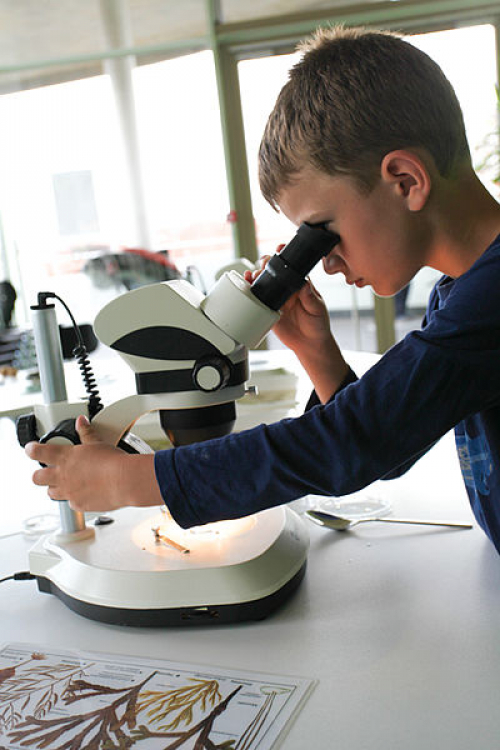 Vorschaubild zur Detailansicht der Veranstaltung: Die Ostsee unter der Lupe