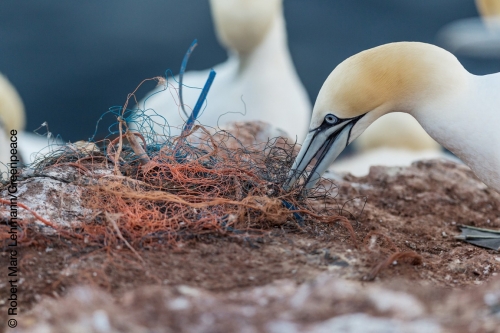 Vorschaubild zur Detailansicht der Veranstaltung: Greenpeace-Vortrag im OZEANEUM:  Ist das Meer eine Müllkippe?