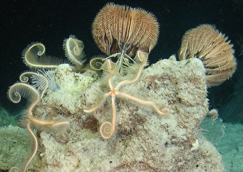 Vorschaubild zur Detailansicht der Veranstaltung: „Oasen des Lebens in der Tiefsee“ - Ausstellung zeigt faszinierende Unterwasserfotos von verborgener Korallenwelt