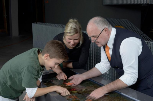 Vorschaubild zur Detailansicht der Veranstaltung: Meerestiere hautnah