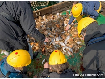 Vorschaubild zur Detailansicht der Veranstaltung: Meeresbiologischer Kurs 2016 an der Biologischen Anstalt Helgoland - Für Student/Innen, Lehrer/Innen