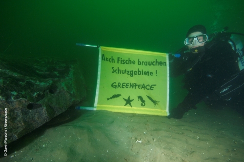 Vorschaubild zur Detailansicht der Veranstaltung: Greenpeace Aktionstage im OZEANEUM - Meere brauchen Schutzgebiete