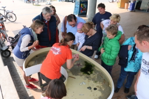 Vorschaubild zur Detailansicht der Veranstaltung: Seetierpräsentation - Meerestiere hautnah