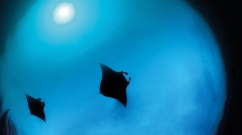 Vorschaubild zur Detailansicht der Veranstaltung: Ozeane – Expedition in unerforschte Tiefen