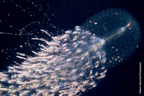 Vorschaubild zur Detailansicht der Veranstaltung: Greenpeace Vortrag zur geheimnisvollen Tiefsee im OZEANEUM
