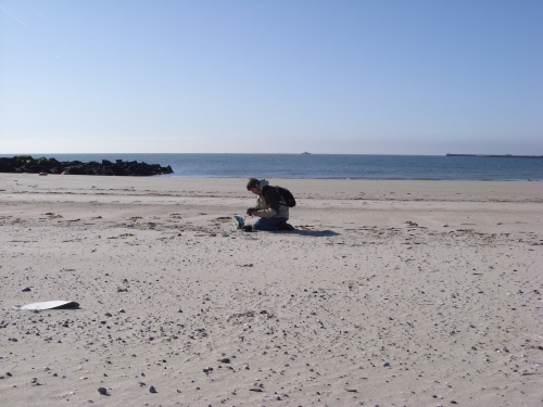Vorschaubild zur Detailansicht der Veranstaltung: Naturerlebniscafé Mehlbeere und Grundschule Großenbrode gemeinsam aktiv bei der Aktion „Mein mobiles Küstenlabor"