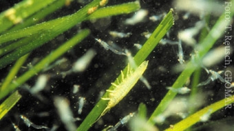 Vorschaubild zur Detailansicht der Veranstaltung: WissenSchaffen-Vortrag:   "Seegraswiesen - marine Biodiversitäts-Hotspots auf den zweiten Blick"