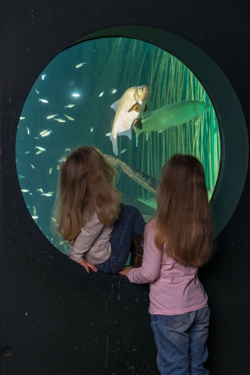 Vorschaubild zur Detailansicht der Veranstaltung: Besondere Ferienerlebnisse beim Familiensommer im MEERESMUSEUM und OZEANEUM Stralsund