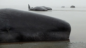 Vorschaubild zur Detailansicht der Veranstaltung: Sonderausstellung „Wale im Wattenmeer“