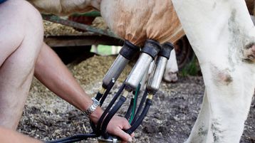 Das Euter einer Kuh, an das gerade eine Melkmaschine angebracht wird