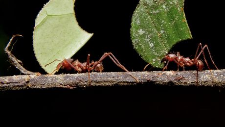 Auf dem Foto sond zwei Ameisen bei der Arbeit (Tragen von Blättern) zu sehen