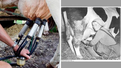 Fotocolage zum Melkprozess von Kühen 1957 und heute