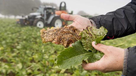 Das Bild zeigt die Blätter gesunder und erkrankter Zuckerrübenpflanzen.