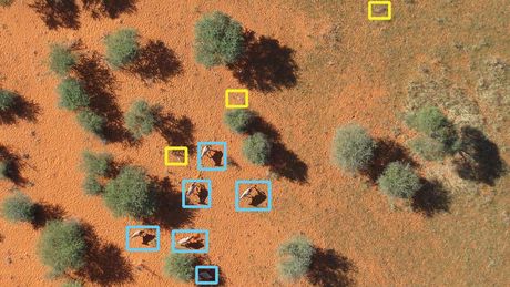 Ein Beispielbild von einer Drohne im Wildreservat Kuzikus geschoßen. Man sieht Bäume, Tiere und herumliegende Äste aus der Drohnenperspektive. Die Tiere und herumliegenden Ästen wurden von der künstlichen Intelligenz erkannt und markiert (hier mit einem farbigen Rahmen). Die künstliche Intelligenz hat dabei richtig zwischen den Tieren (blauer Rahmen) und Ästen (gelber Rahmen) unterschieden.