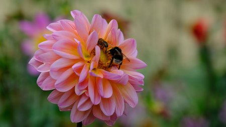 Bestäubung Leitung von Insekten 