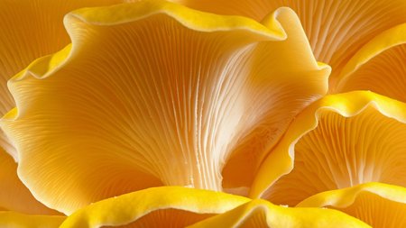 Nahaufnahme eines Pilzes