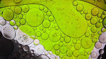 Algen unter dem Mikroskop