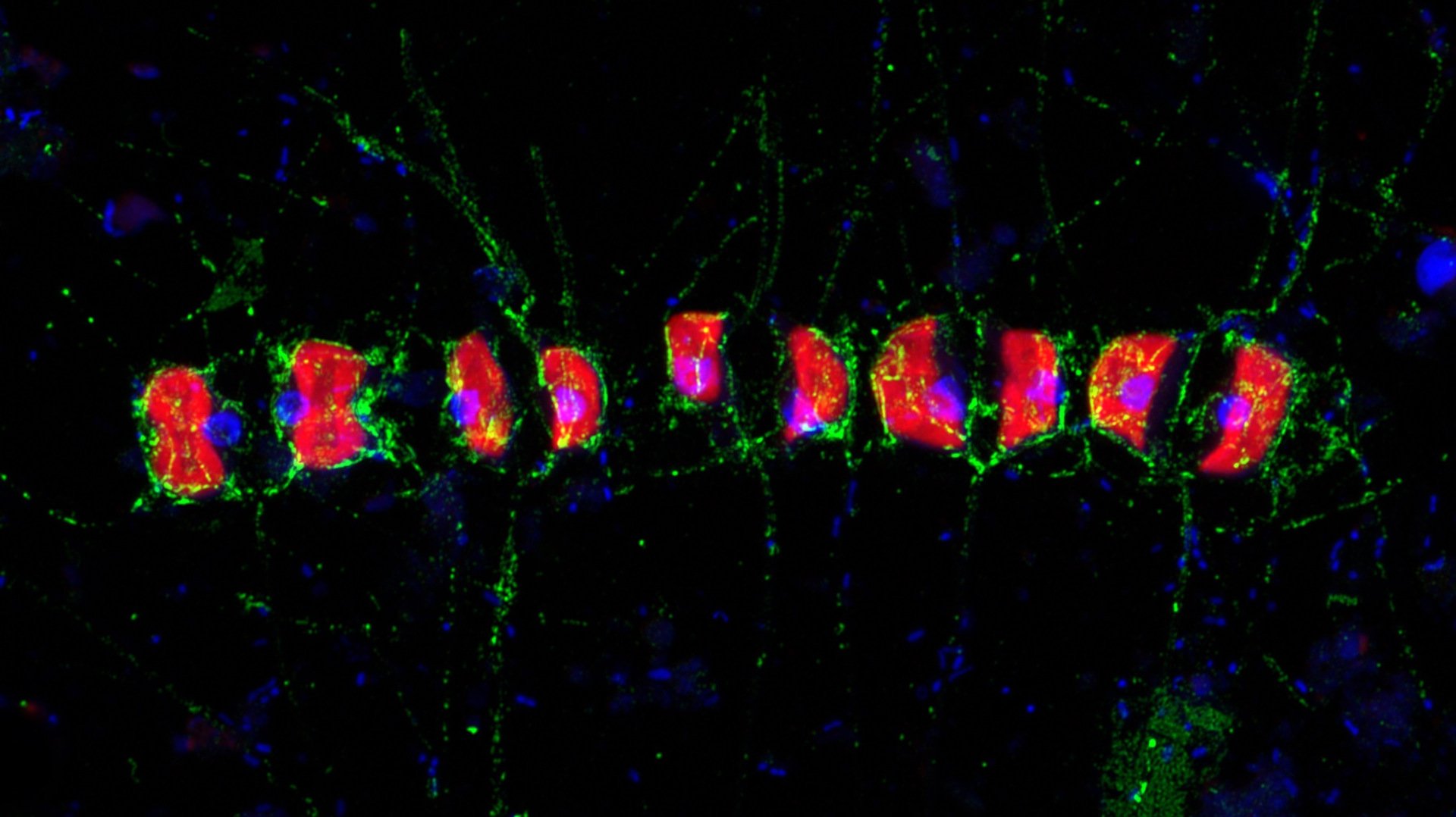 Kieselalge mit Fucose
