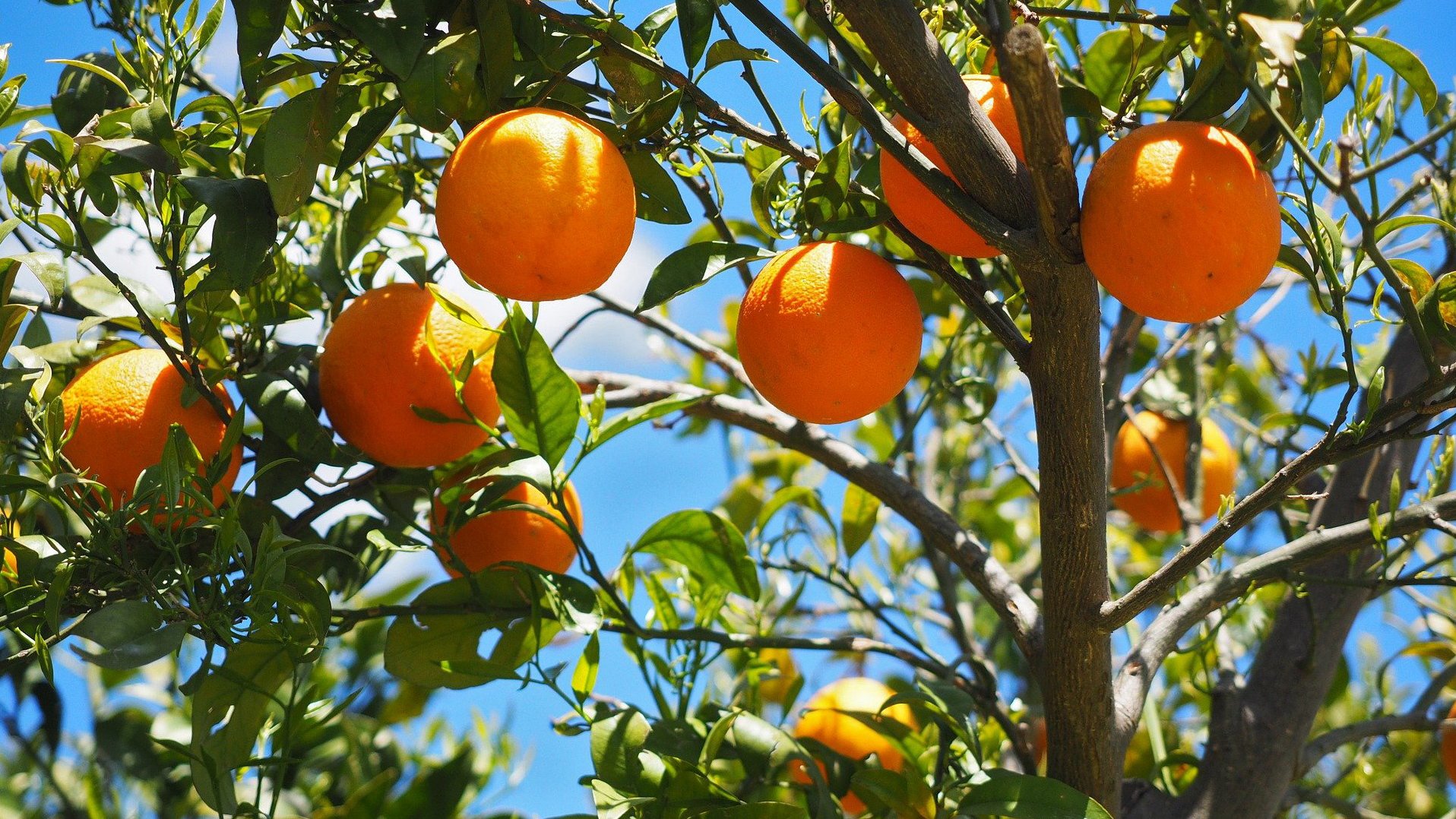 Orangenbaum © Hans Braxmeier/Pixabay