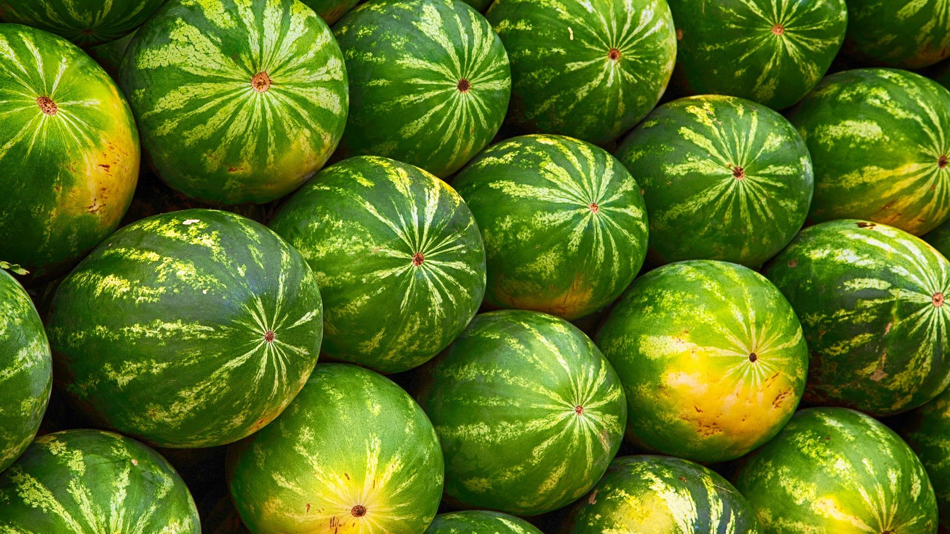 Wassermelonen