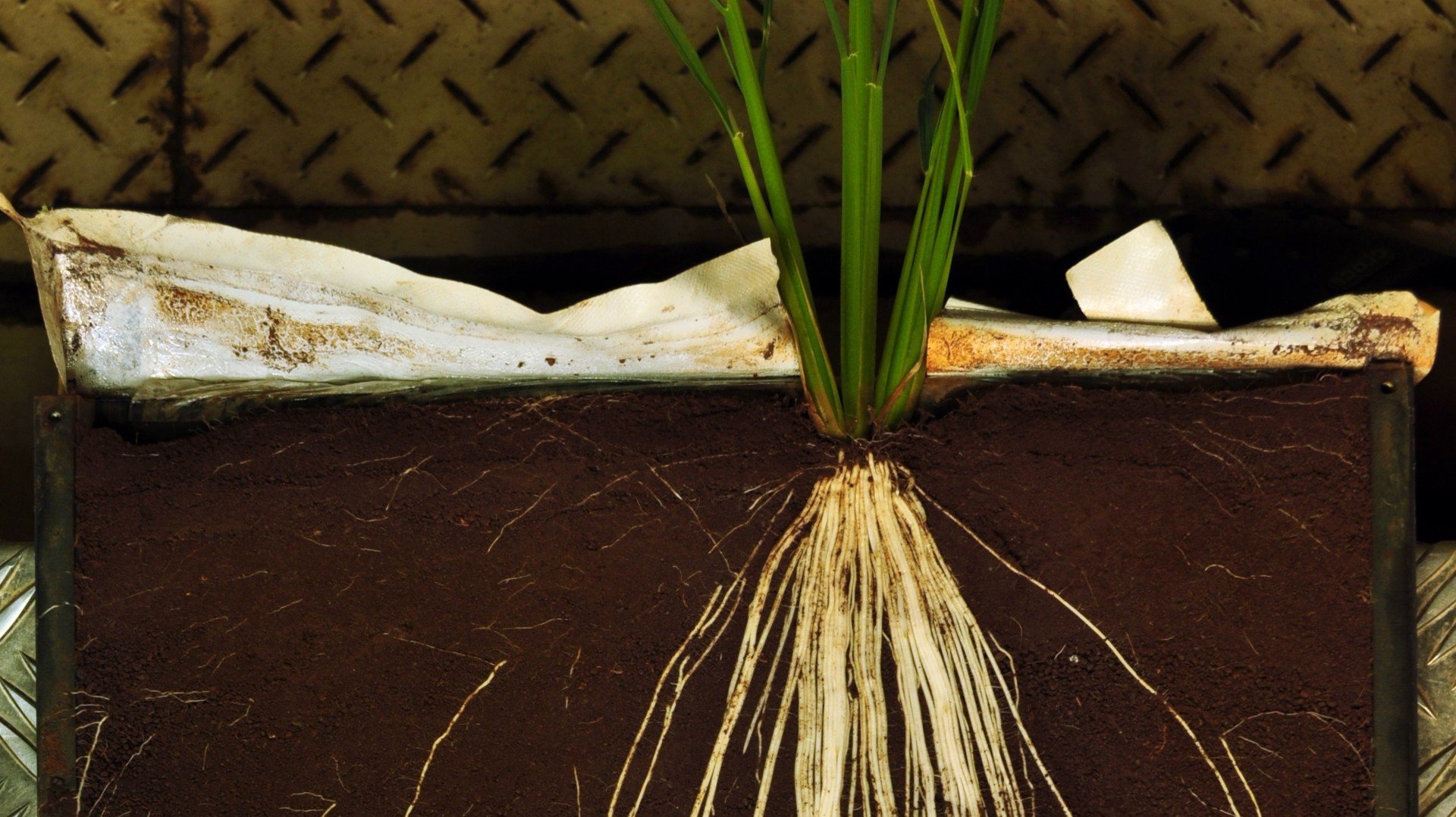 Ein neues Verbundprojekt untersucht, welche Prozesse die Nährstoffaufnahme von Reispflanzen im Trockenanbau verbessern können.