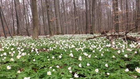 Foto von einem Wald in der Blütephase