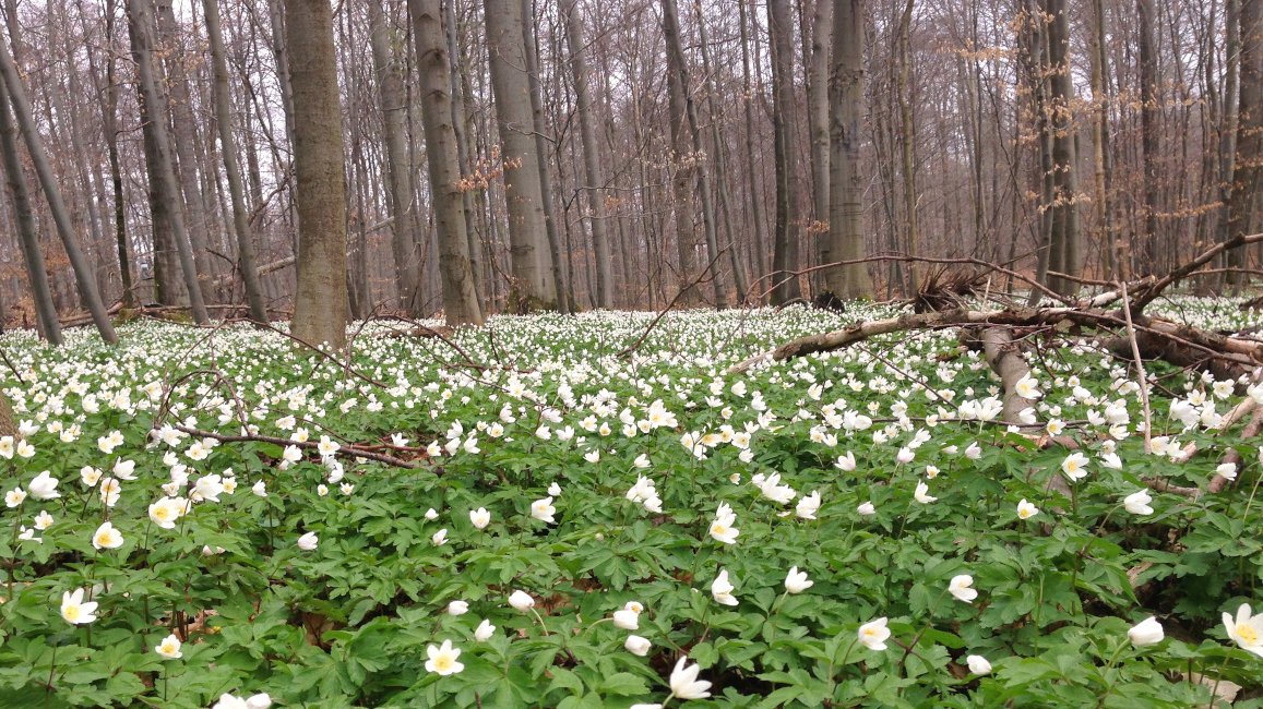 Foto von einem Wald in Blütezeit