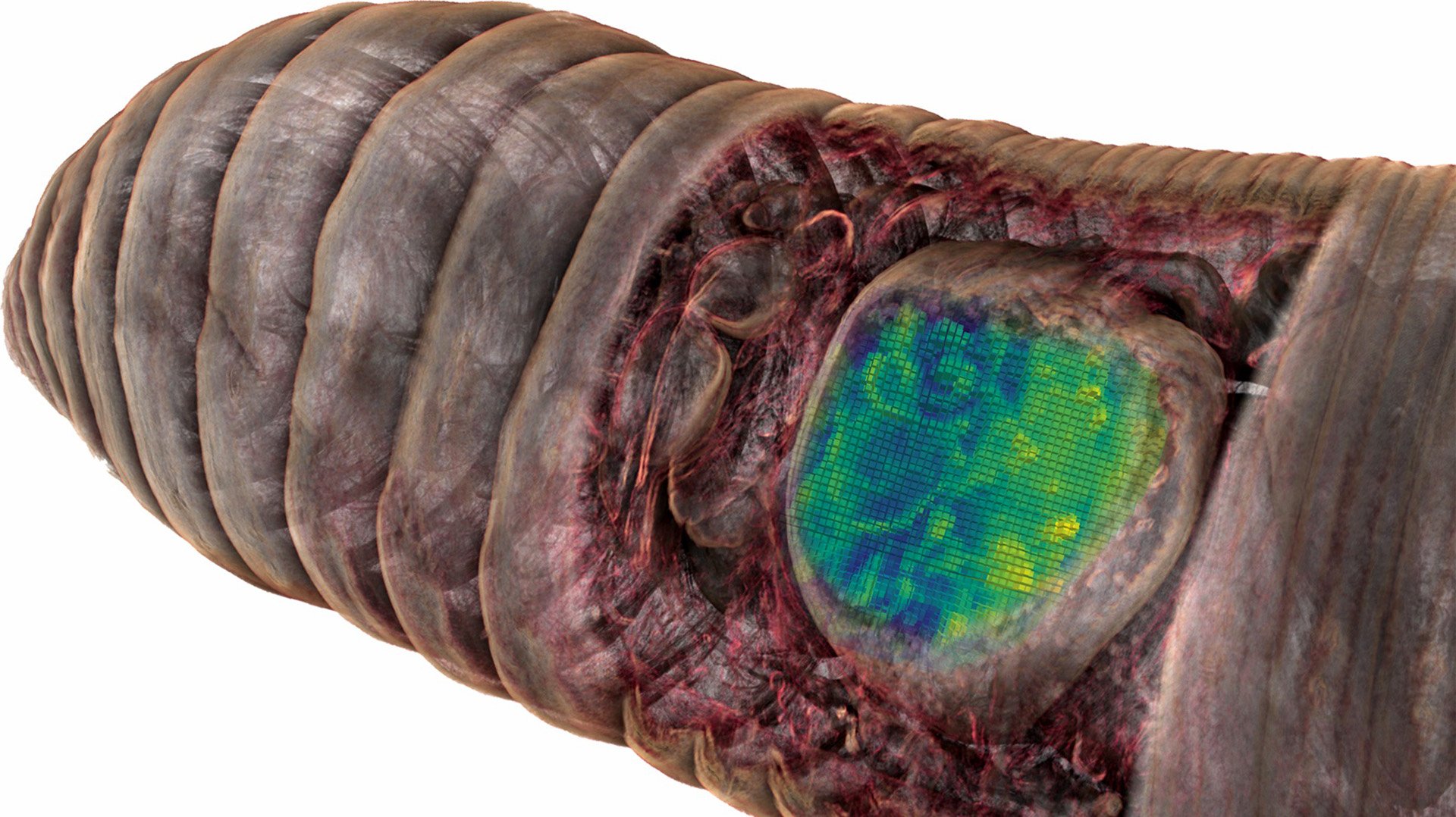 Das Mikro-Tomographie-basierte 3D-Modell zeigt das vordere Ende eines Regenwurms.