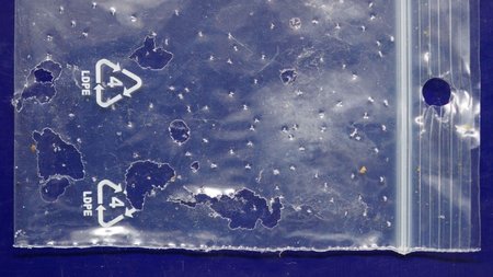 Plastikfolie Frasspuren Raupen