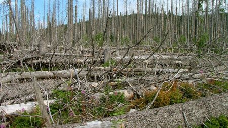 Bayerischer Wald Borkenkäfer kehlgefressen wikipedia