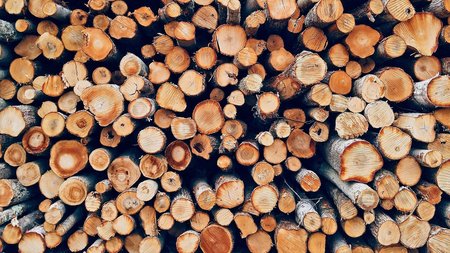 Foto von Baumstämmen