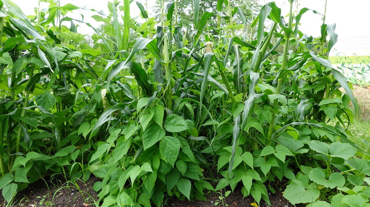 Energiepflanze Milpa