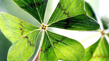 Foto eines vierblättrigen Kleeblatts