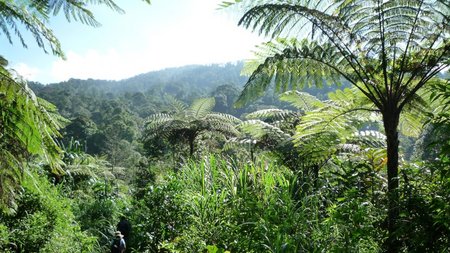 Artenreiche Wälder auf Java