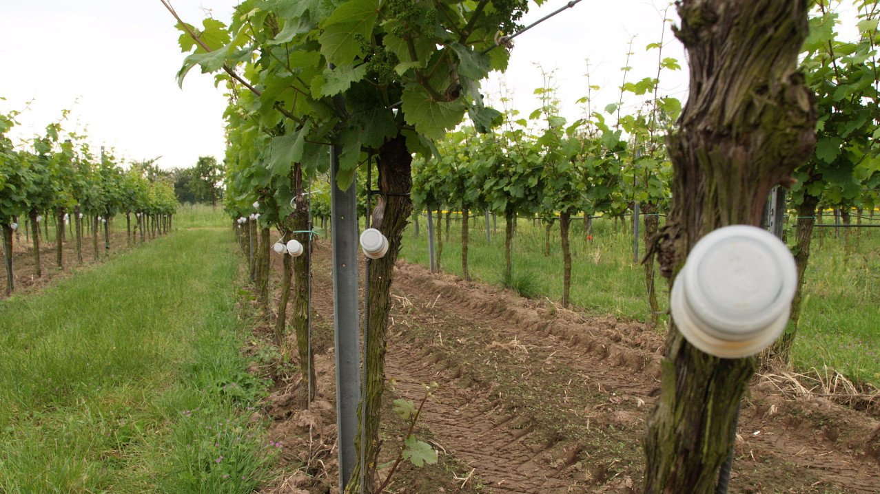 Rebe mit befestigtem Plastikbecher am Stamm