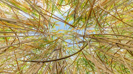 Miscanthus-Gras von Unten