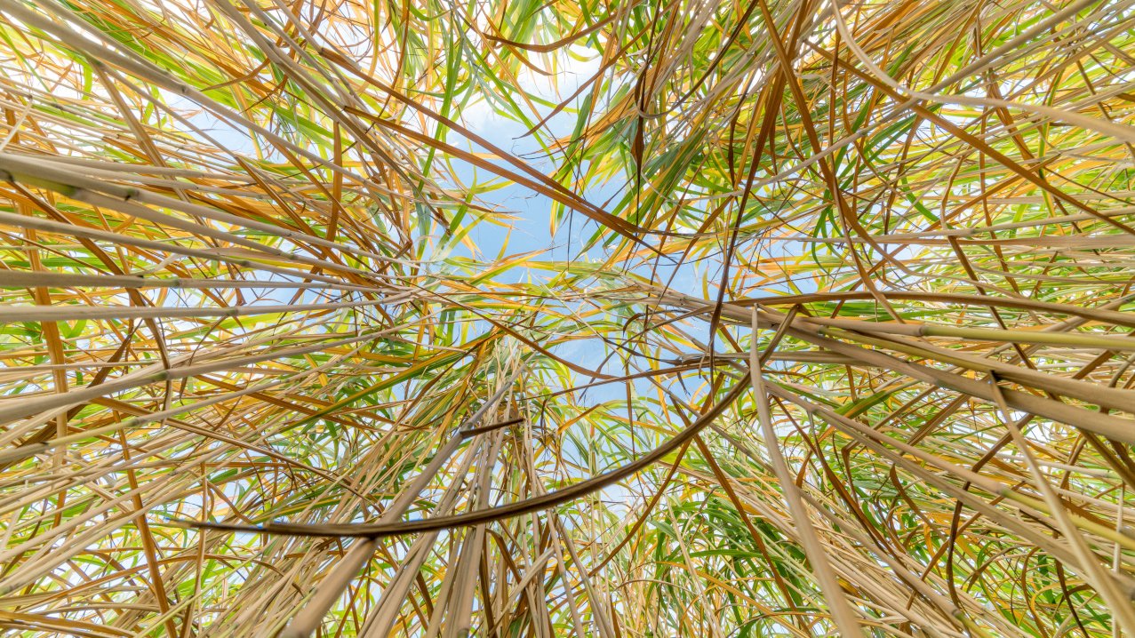 Industriepflanzen wie das Miscanthus-Gras können wenig produktive Standorte rentabel machen.