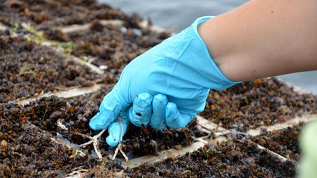 Hand mit Handschuh hält Aquakulturnetz