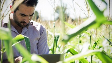 Ein Forschender im Maisfeld. 