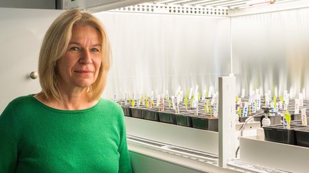 Portraitbild Prof. Chris-Carolin Schön © Klimakammer: Astrid Eckert/TUM