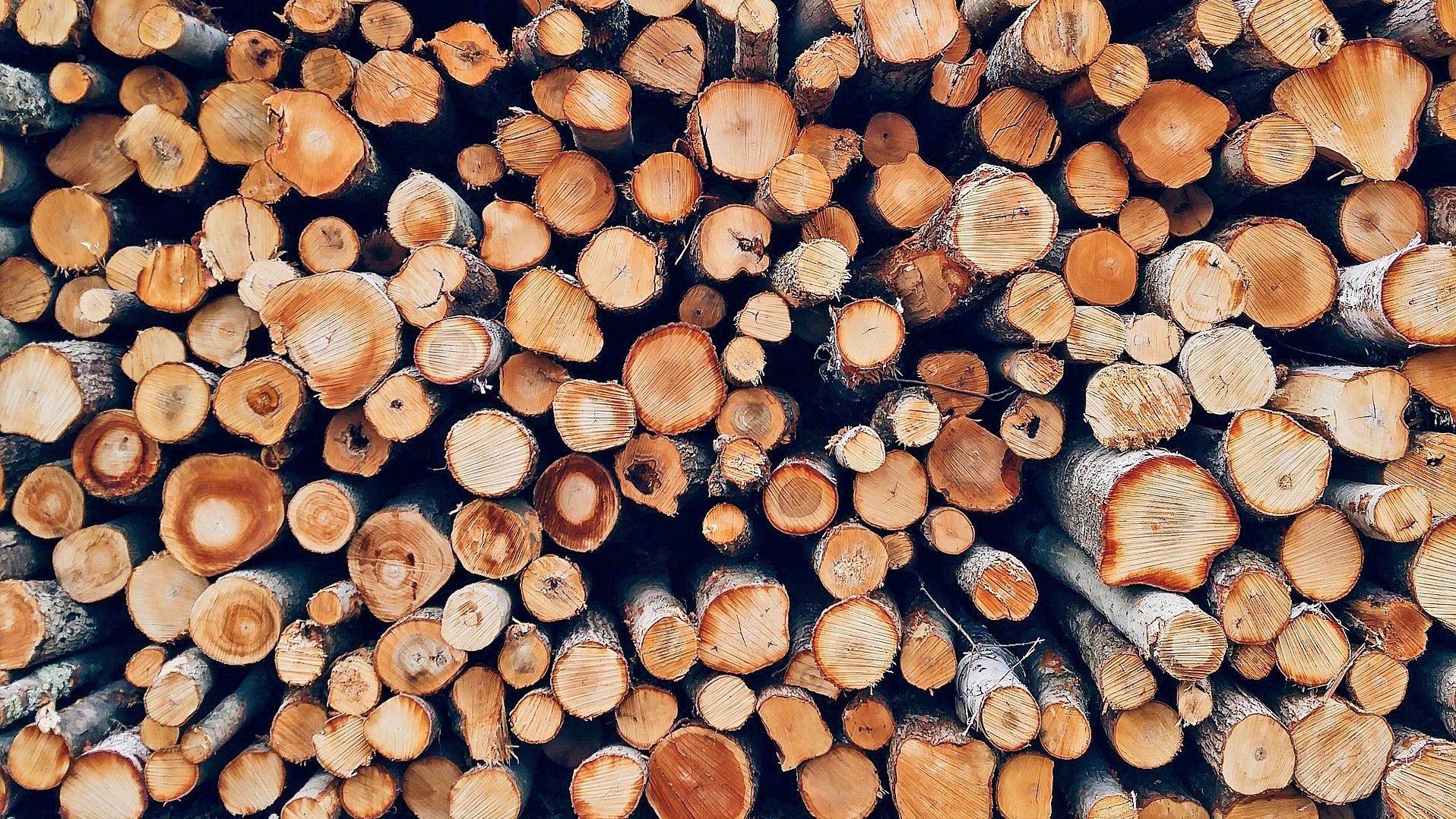 Foto von Baumstämmen