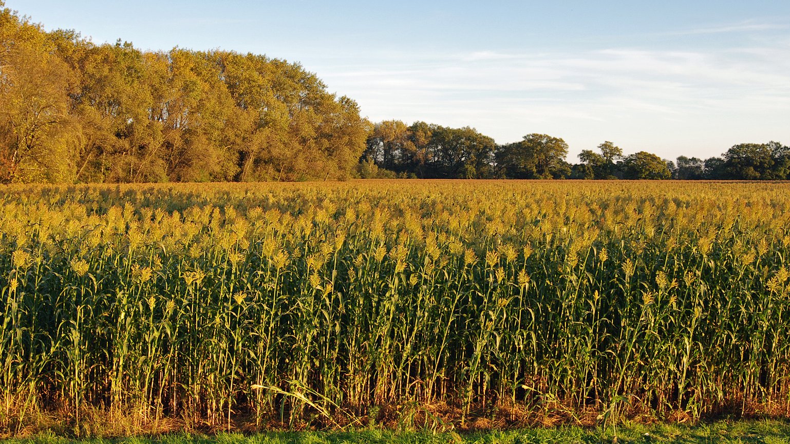 © Christian Fischer/ Wikimedia Commons